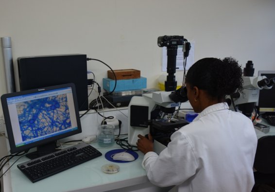 Observation au microscope